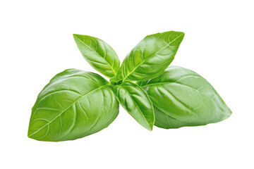 Obraz premium Fresh green basil leaves botanical photography nature close-up