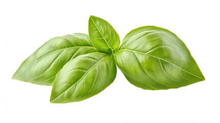 Fototapeta premium Fresh green basil leaves botanical photography culinary use close-up nature