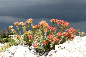 Though there may not be poems or songs for them, the Upright Myrtle Spurge (Euphorbia rigida) is...
