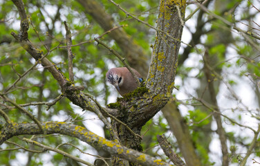 jay looking down, cute jay, bird in the forest, jay on a thick branch, green leaves in the background, Garrulus glandarius on a branch