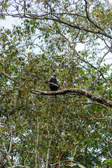 The purple-faced langur (Semnopithecus vetulus), an Old World monkey endemic to Sri Lanka, perched in a tree near Polonnaruwa.