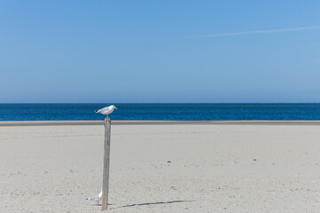 empty beach with a white umbrella and a white wooden pole in the middle of sea