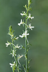 Fototapeta premium Linaria chalepensis, known as Maltese Toadflax or Mediterranean Toadflax, thrives along field edges, flaunting orchid-like white blooms that add elegance to the Mediterranean landscape.
