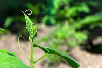 A young cucumber growth. Organic and healthy food industry. cucumber sprouts. shoots, seedlings. close-up. tendrils are twining. grows in a greenhouse. young plant. space for text
