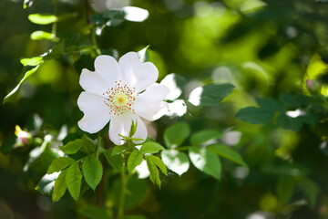 rosehip flower close up. beautiful Rosehip, Rosa canina light pink flowers bloom on the branches, beautiful wild shrub. Rosa woodsii, a variety of rose hips known as woods or indoor rose