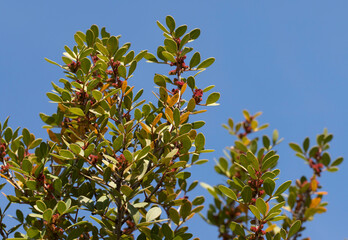 The mastic tree (Pistacia lentiscus), a valuable treasure of the Mediterranean, thrives with resinous charm, symbolizing tradition and vitality in its evergreen beauty.