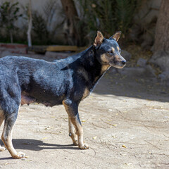 Lean Stray Dog Standing on a Dusty Road Homeless Dog in Harsh Conditions