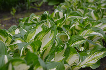 Obraz premium Hosta 'Fire and Ice' decorative groundcover .Hosta plant variegated variety green-cream- white leaves with white center growing groundcover. Closeup photo outdoors. Gardening concept.Free copy space