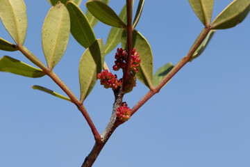 The mastic tree (Pistacia lentiscus), a valuable treasure of the Mediterranean, thrives with resinous charm, symbolizing tradition and vitality in its evergreen beauty.