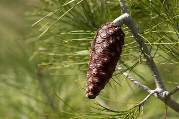 The pine cone of Pinus brutia, fresh and vibrant in the spring, emerges as a symbol of renewal, adorning Mediterranean landscapes with its natural charm and resilience.