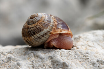 A shelled snail gracefully explores the rugged surface of a stone, its slow journey revealing the intricate connection between nature's smallest wonders and simple beauty.