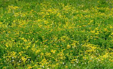 In April, the green meadows wouldn't be complete without the cheerful touch of yellow daisies, their golden faces embodying the vibrant spirit of springtime renewal.