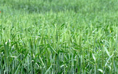 In spring, wheat ears ripen gracefully before harvest, preparing to become a vital food source and symbolizing the cycle of growth and nourishment in nature.