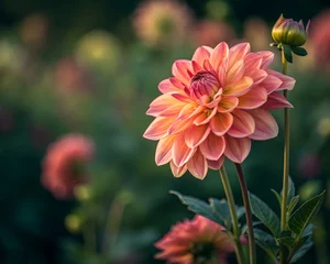 Selbstklebende Fototapeten red dahlia flower © Rubab Rana
