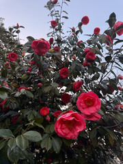 Red camellia flowers blooming on a dark green bush against a clear sky. Suitable for gardening content, nature visuals, and botanical-themed design projects.