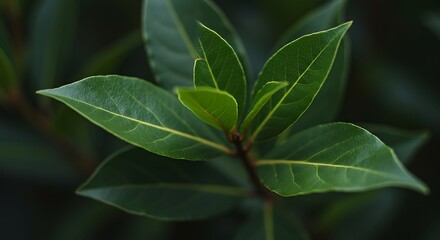 Emerald Embrace of Shadow AI Generated