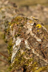 Close-Up of Fallen Tree Bark
