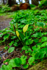 American skunk-cabbage Lysichiton americanus, Yellow flowered wild plant in humid forest, USA