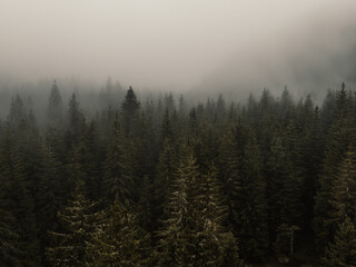 Aerial top view of summer green trees in forest with mountain river in Slovakia. Drone
