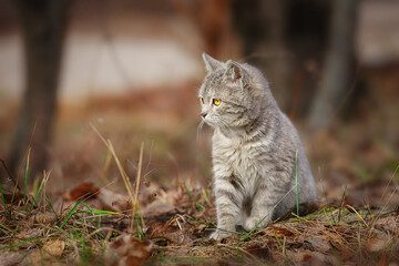 Gray striped cat walks on a leash on green grass outdoors...