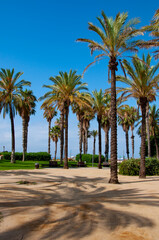 Summer vacation in Miami south beach. Palm tree of California. Tropical beach in Miami. Tropical outdoor scene with palm tree. Tropical summer vacation. Exotic nature of Spain. Palm tree beach
