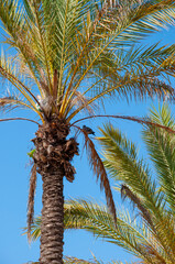 Palm tree of California with dove. Tropical beach in Miami. Tropical outdoor scene with palm tree. Tropical summer vacation. Exotic nature of Spain. Palm tree. Summer vacation in Miami south beach