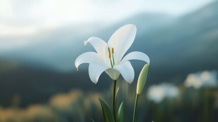 A single white lily against a blurred background