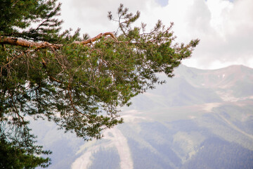 Green pine tree branches framing a mountain valley with soft cloud cover in the background