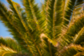Blurred background. Tropical summer vacation. Exotic nature of Spain. Palm tree. Summer vacation in Miami south beach. Palm tree. Tropical beach in Miami. Tropical outdoor scene with palm tree