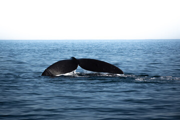 Fototapeta premium Ballena Franca Austral en la Península de Valdés, Patagonia Argentina en las cercanías del poblado Puerto Pirámides.