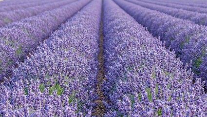 An enchanting panorama of blooming lavender fields a sea of vibrant purple blossoms extending into the horizon