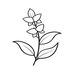 Obraz premium Angelonia black and white floral design 