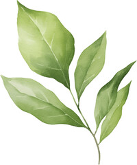 Obraz premium Watercolor botanical illustration of broad leaves with detailed veining, green foliage painting for modern interior design and print materials