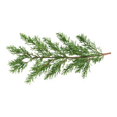 Green branch with many leaves. PNG, Transparent