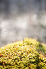 Moss in warm sunlight with dreamy bokeh, natural glow and sparkling macro details highlight springtime flora