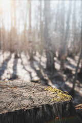 Tree stump with cracked wood rings lit by forest sunlight. Ideal for eco, woodland, or deforestation topics