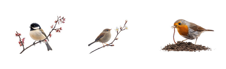 Obraz premium Colorful birds on branches: chickadee, finch, robin with worm. Set png cut out