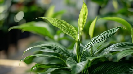 Peace lily plant care guide how to grow spathiphyllum indoor plants best air purifying plants houseplants