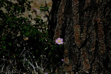 pink flower in woods bark moss