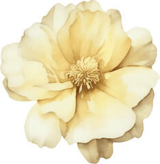 Large cream-colored watercolor peony with ruffled petals and soft golden tones, luxurious floral illustration for high-end wedding and fashion design