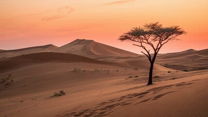Solitary Resilient Tree Standing Amidst Majestic Desert Dunes, Illuminated by Warm Golden Sunset, Capturing the Stark Beauty and Serene Atmosphere of the Vast Arid Landscape