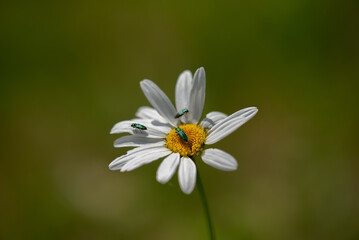 Obraz premium leucanthemum vulgare, commonly known as the ox-eye daisy, oxeye daisy, dog daisy