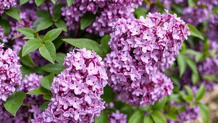 Lush Purple Lilac Blossoms Close-Up