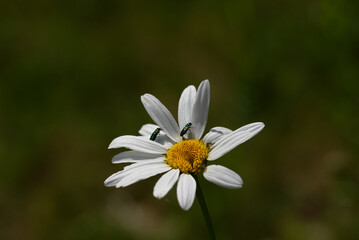 Fototapeta premium leucanthemum vulgare, commonly known as the ox-eye daisy, oxeye daisy, dog daisy