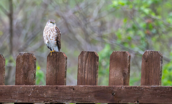 Sharp-shinned hawk perched on a fence.