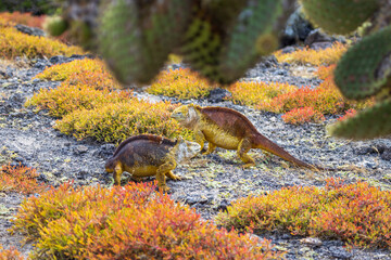 Two Galapagos Land Iguana ready to fight for their territory
