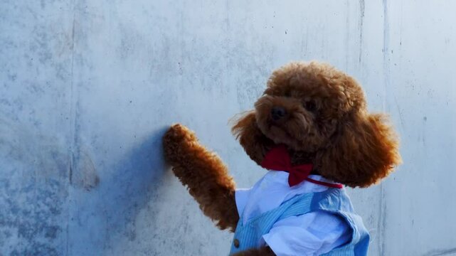 Stylish and adorable Poodle Dog wearing a cute bowtie standing confidently against a wall