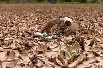la muerte en el desierto fértil