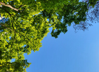 Trees and green foliage over a blue sky background, for environment, ecology, and nature background design concept