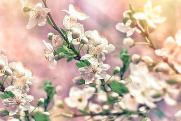 Flowering and budding tree, beautiful nature in spring, spring blossom background